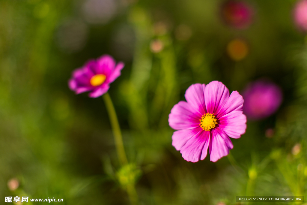 小花