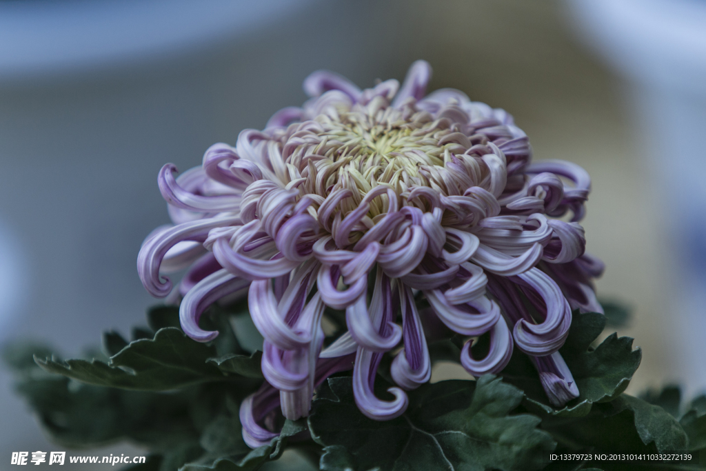 姹紫的菊花