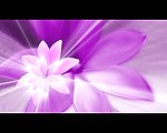 动态紫色鲜花视频素材