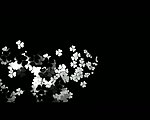 动态三叶草花纹视频