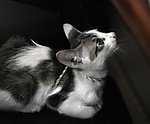 猫咪
