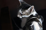 猫咪