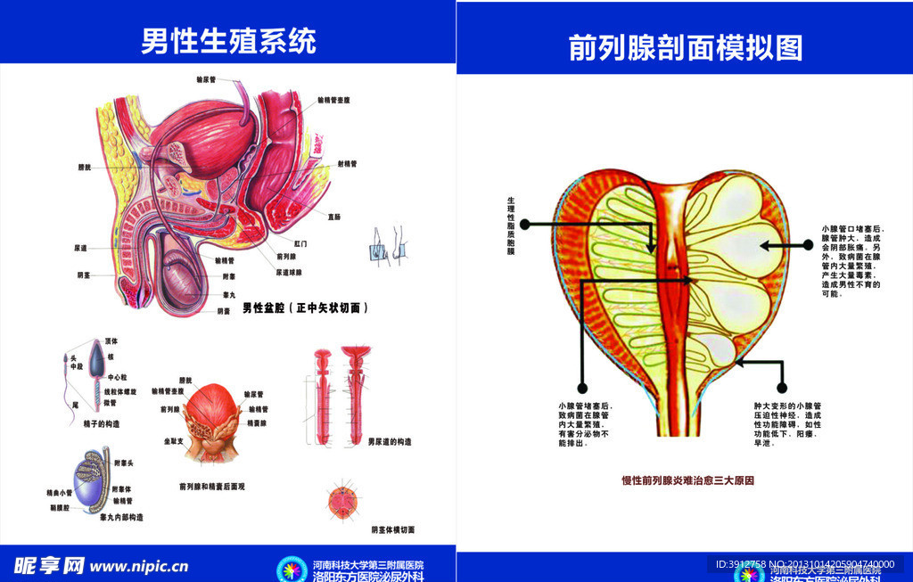 男性生殖解刨图