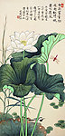 荷花蜻蜓