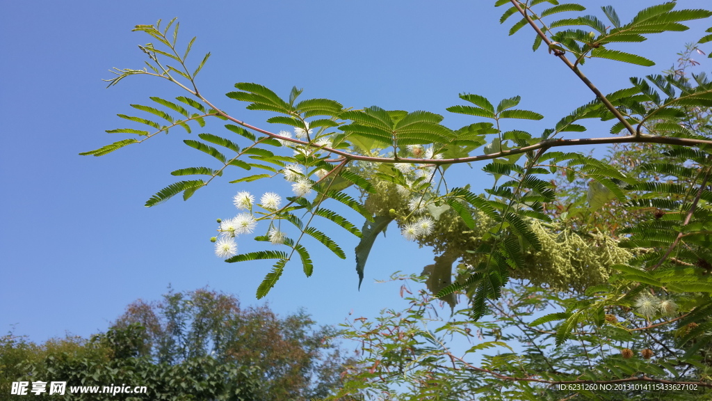 自然风景花木