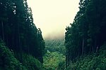 树林