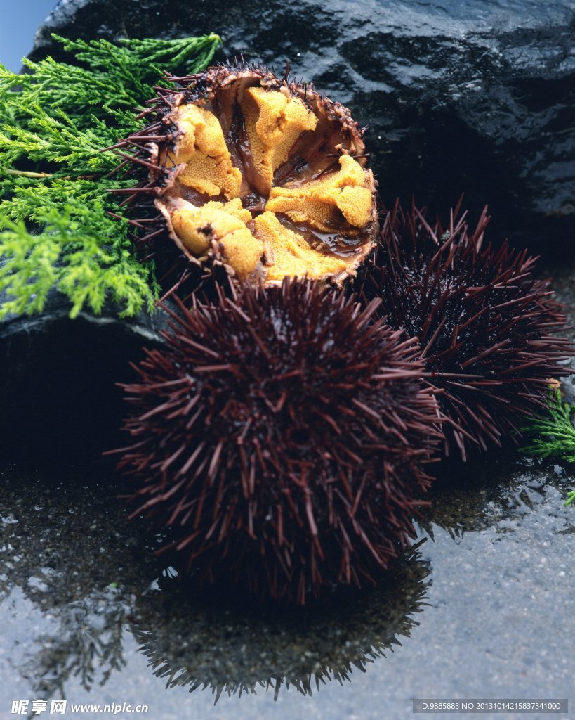 海胆
