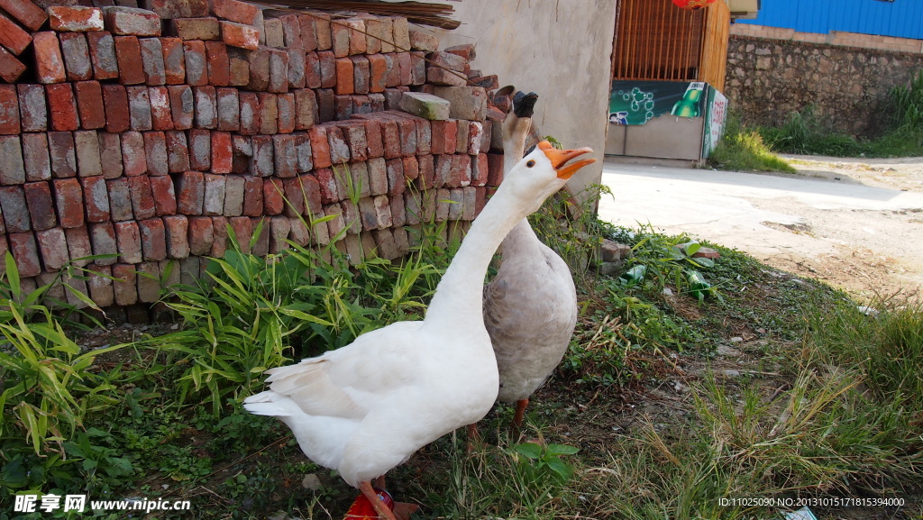 大鹅