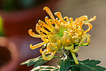 菊花摄影