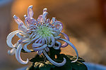菊花摄影