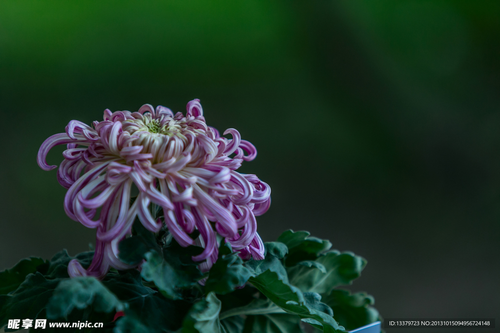 菊花摄影