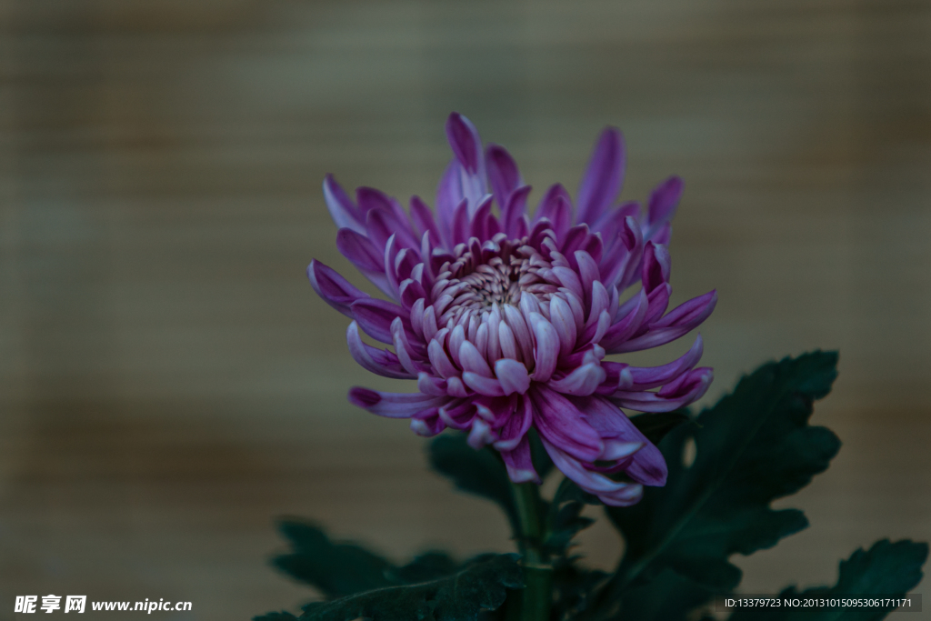 神秘的紫色菊