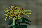 菊花摄影