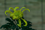 跳动的黄色菊