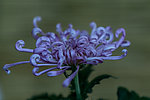 菊花摄影