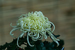 优雅的菊