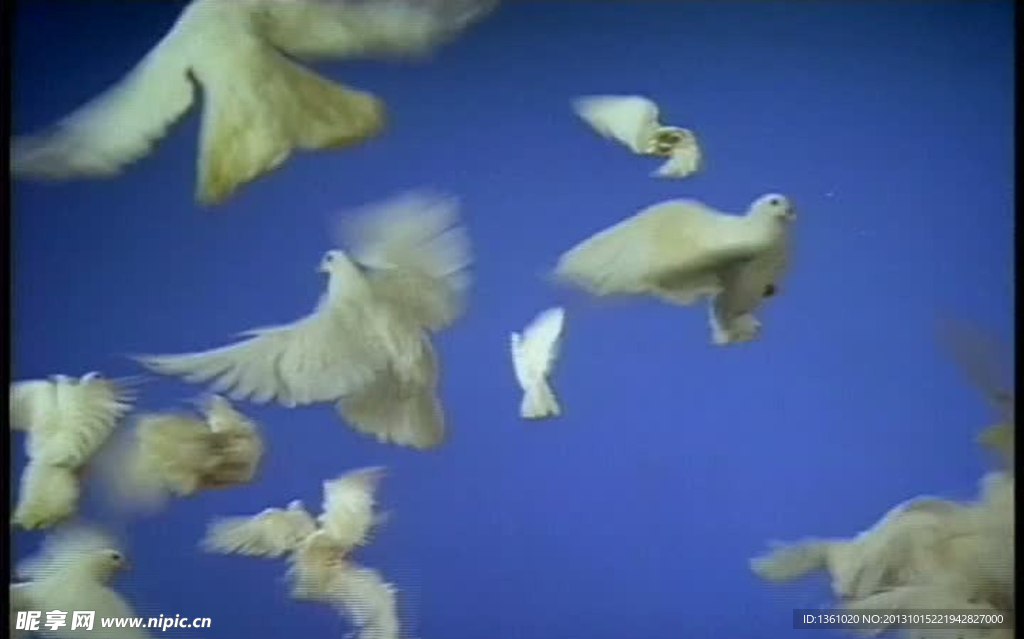 动态鸽子飞舞视频素材