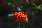 红色的花