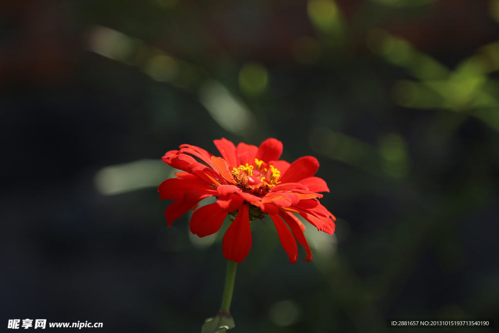 红色的花
