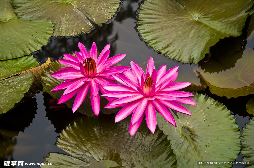 莲花特写