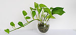 绿萝 植物