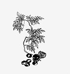 早立子