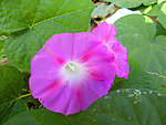 牵牛花