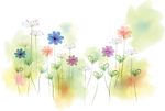 彩色花卉