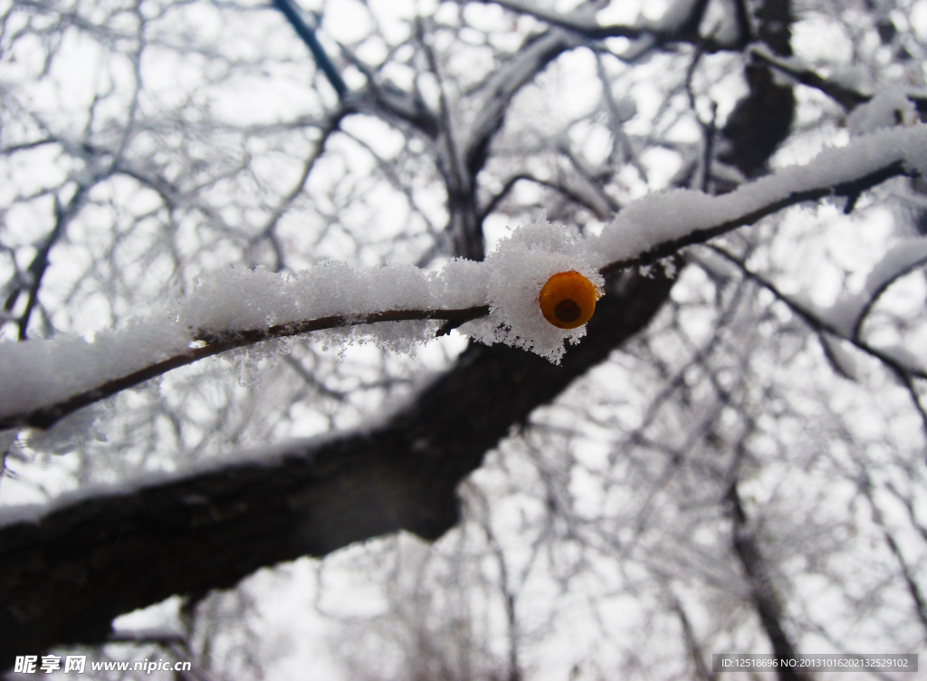 雪枣