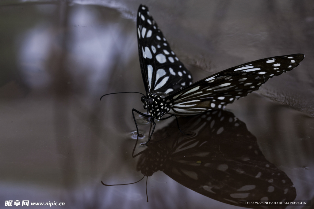 黑绢斑蝶