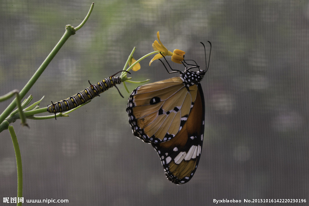 蝴蝶和它的幼虫