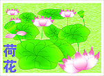 荷花