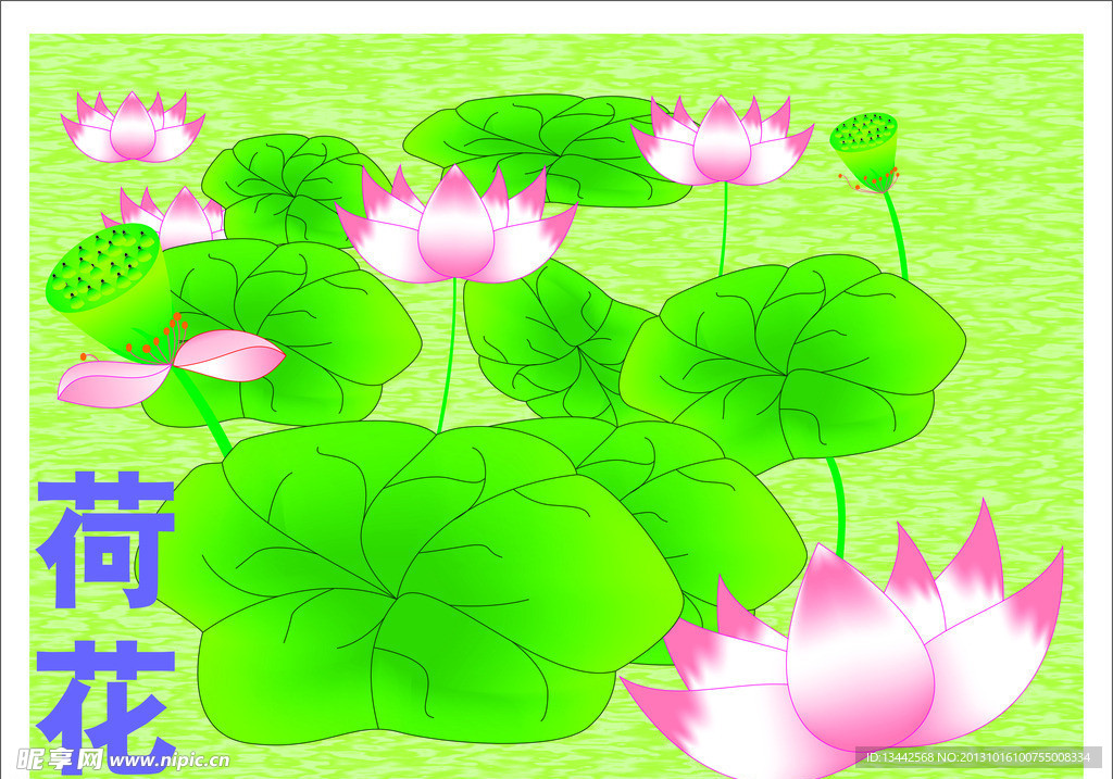 荷花