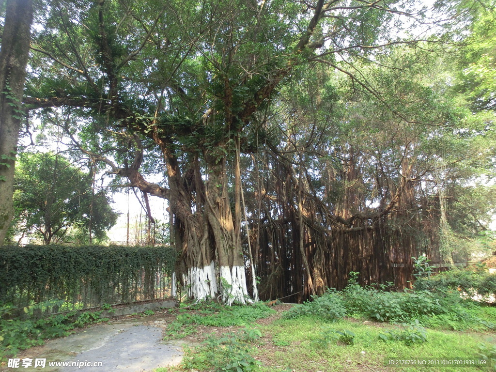 笔山公园榕树