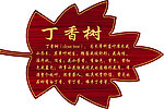 丁香