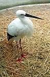 白鹳 鹤 鸟类 动物