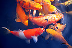 鲤鱼游水