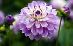 鲜花