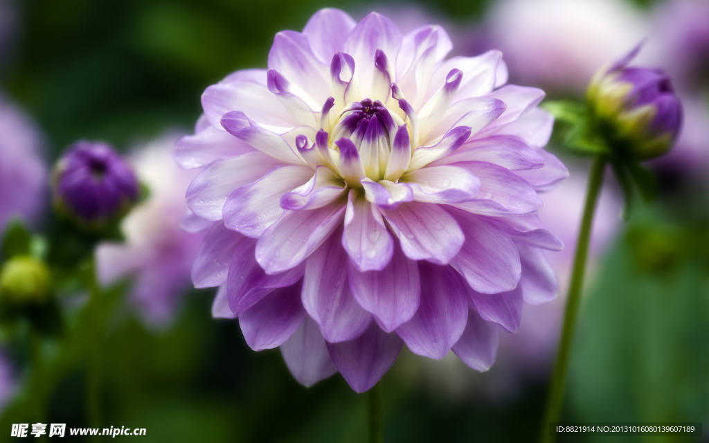 鲜花