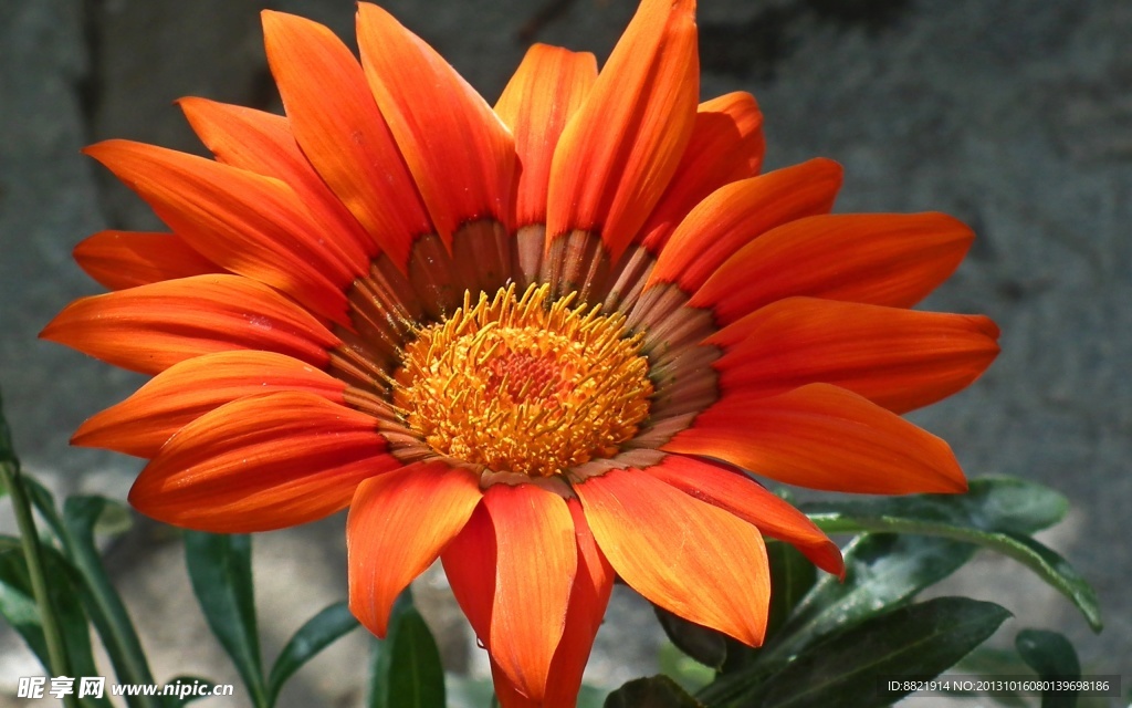 鲜花