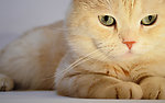 小猫