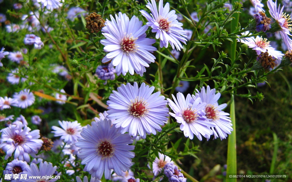 菊花