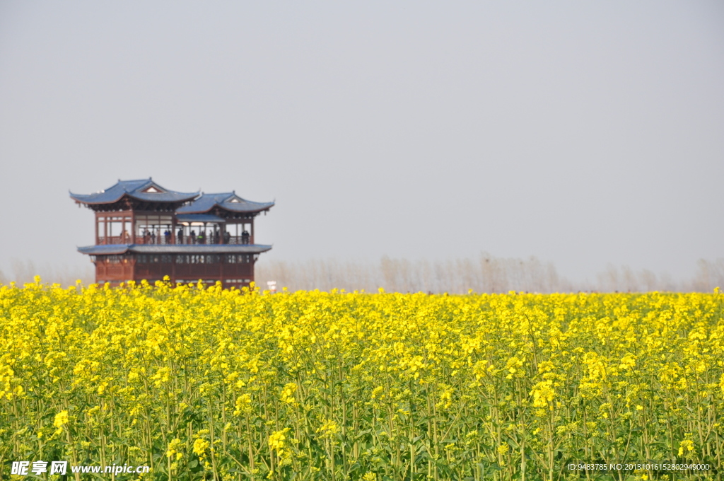 油菜田