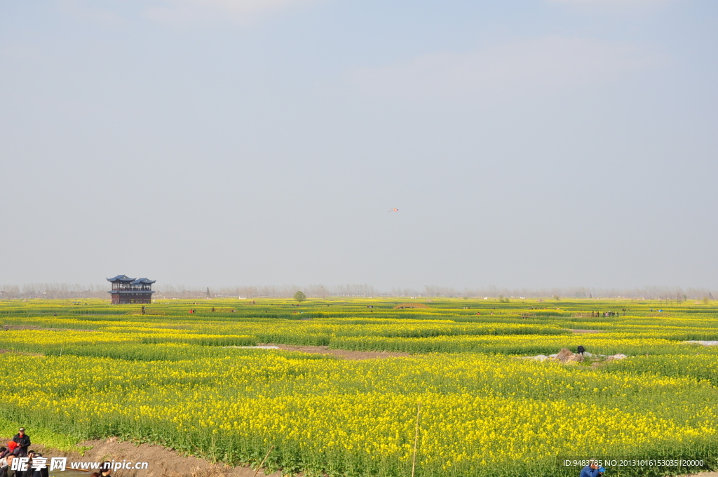 油菜田