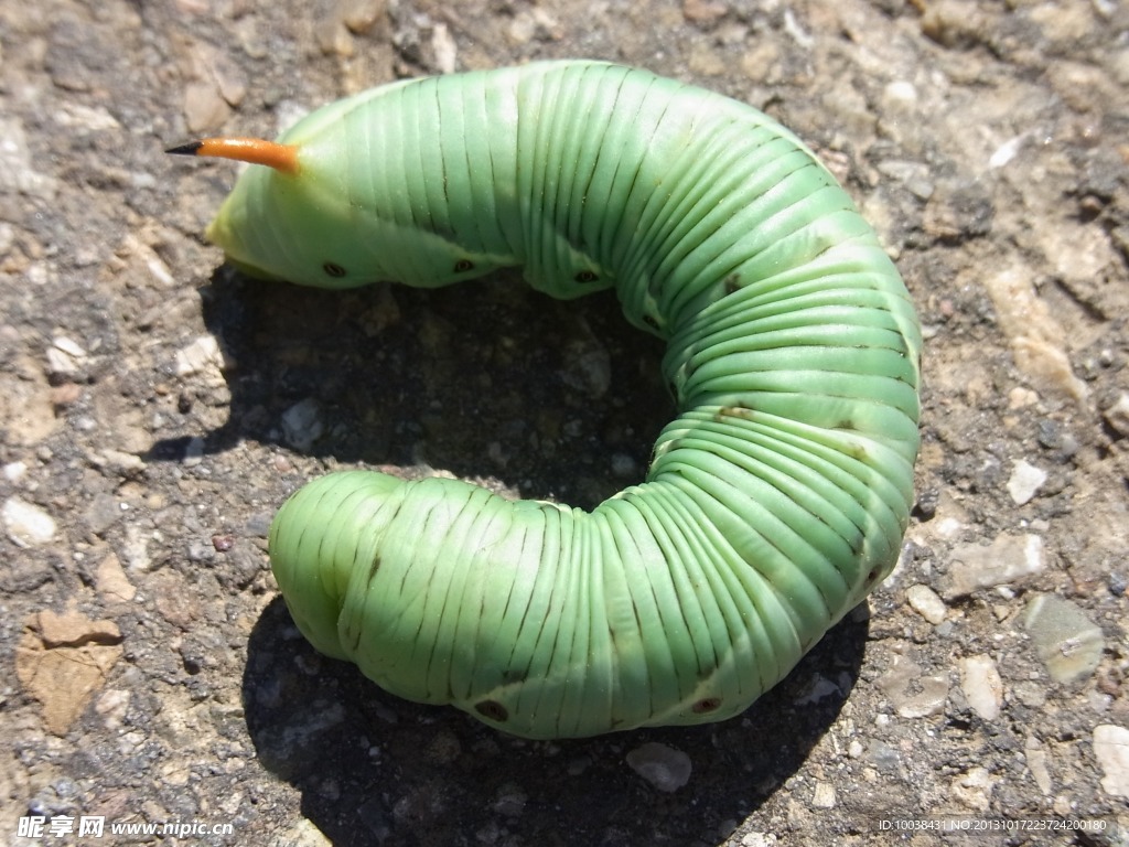 虫子