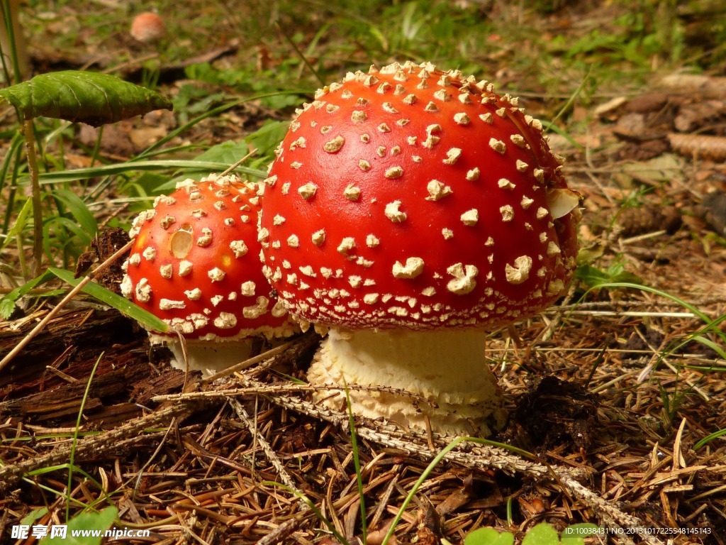 野蘑菇