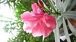 红花夹竹桃