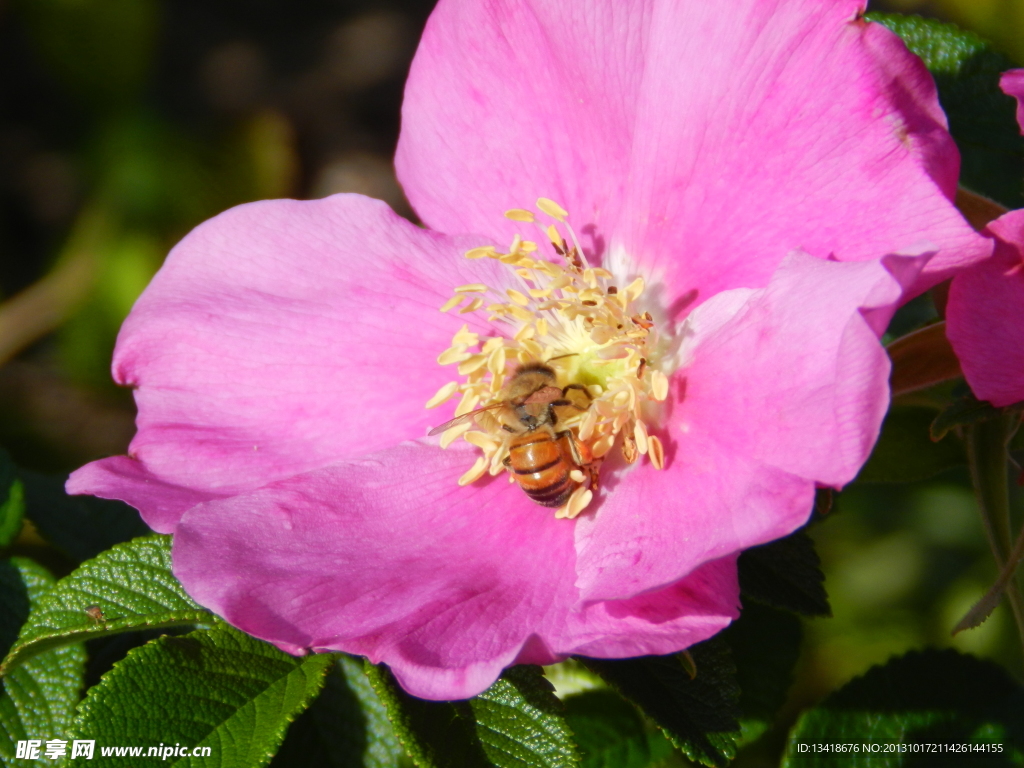 花芯中採蜜的蜂