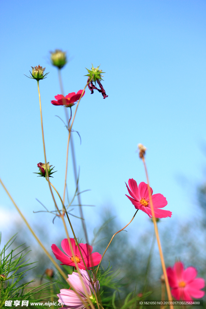 格桑花