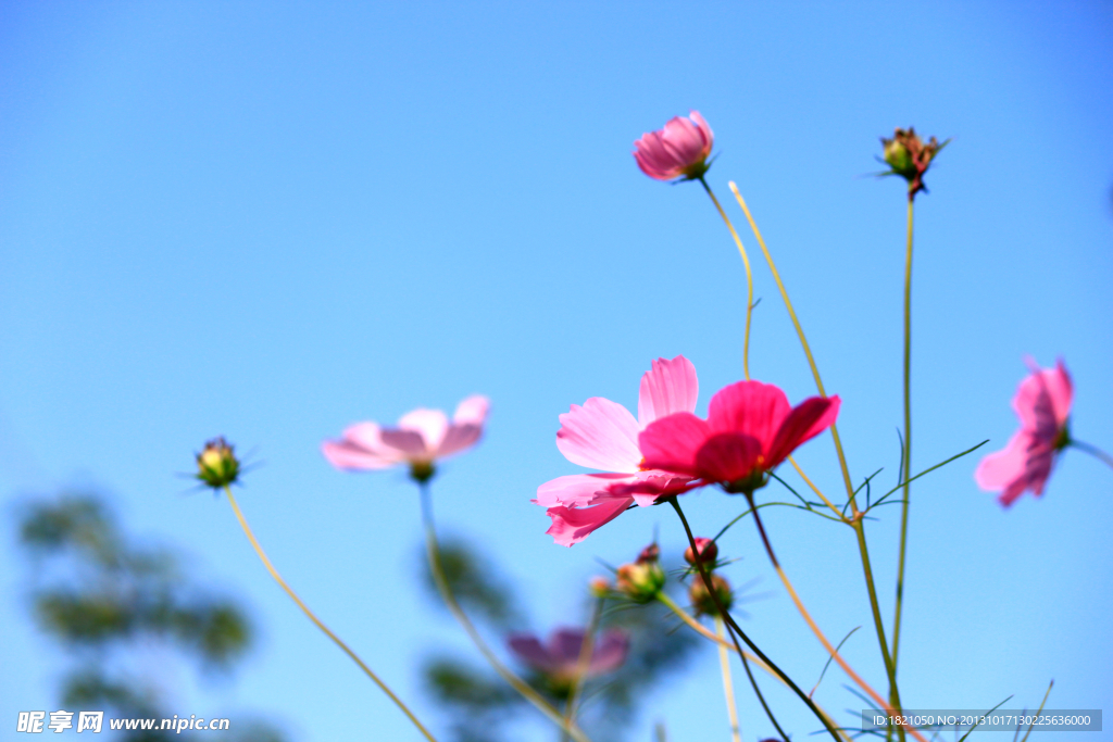 格桑花